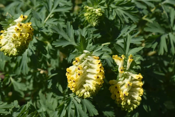 Güzel bahar çiçekleri nergis ve muscari.