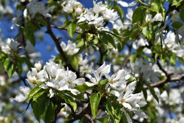 Armut çiçeği. Çiçekli armut ağacı..