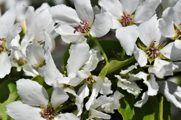 Pear flowers. Flowering pear tree.