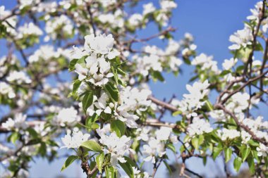 Armut çiçeği. Çiçekli armut ağacı..