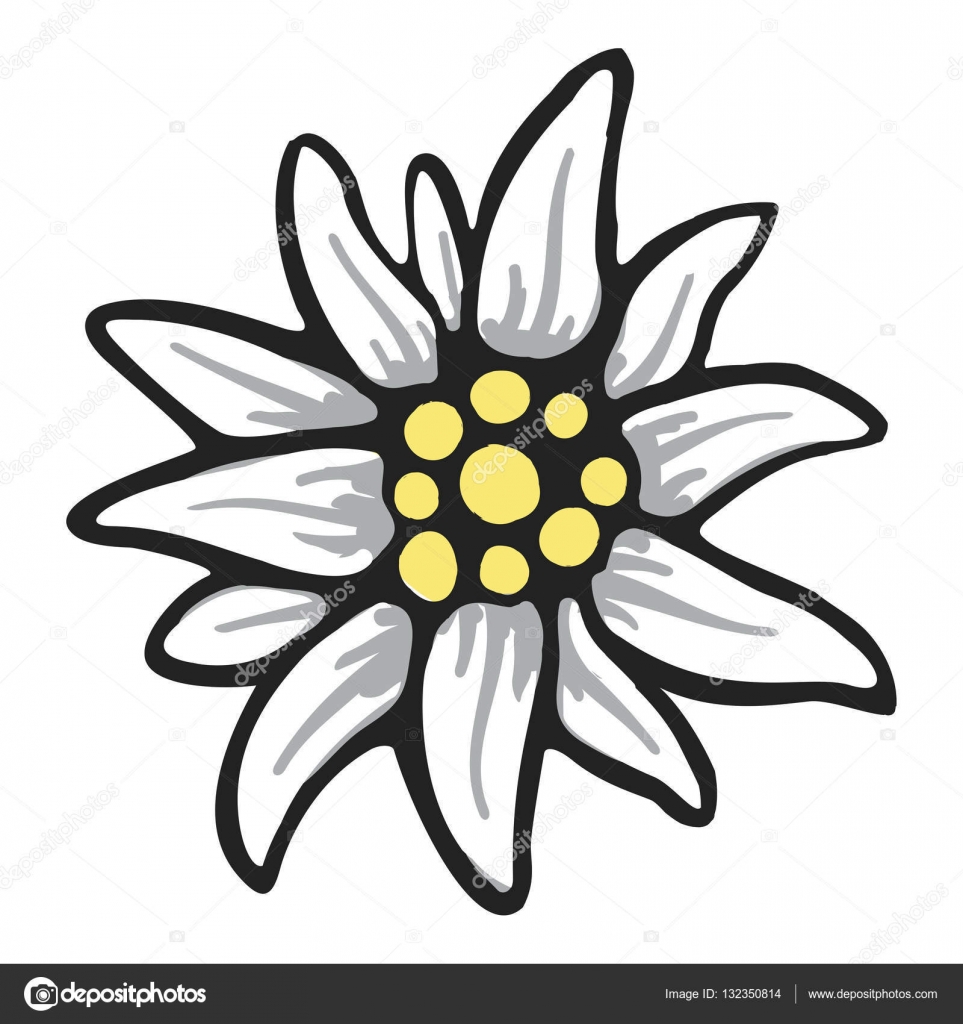ᐈ Edelweiss Logos Stock Illustrations Royalty Free Edelweiss Icon Download On Depositphotos
