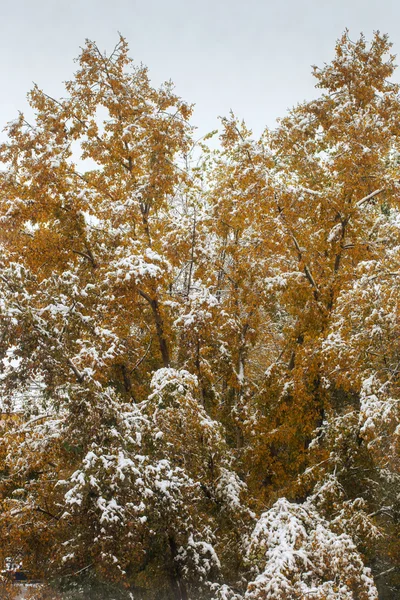 First snow on the trees — Stock Photo, Image