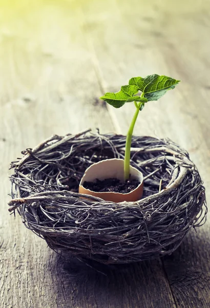 Easter decoration with green sprout — Stock Photo, Image