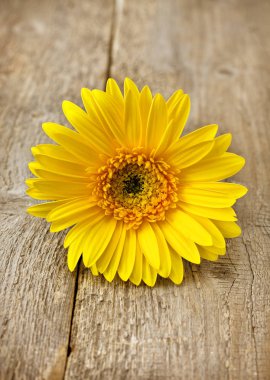 Sarı gerbera yakın çekim