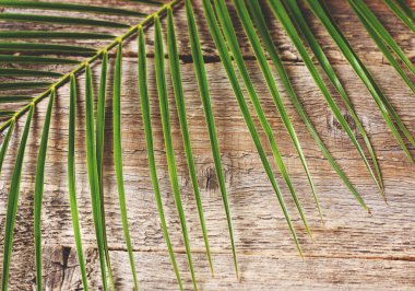 Bir palmiye yaprağı 