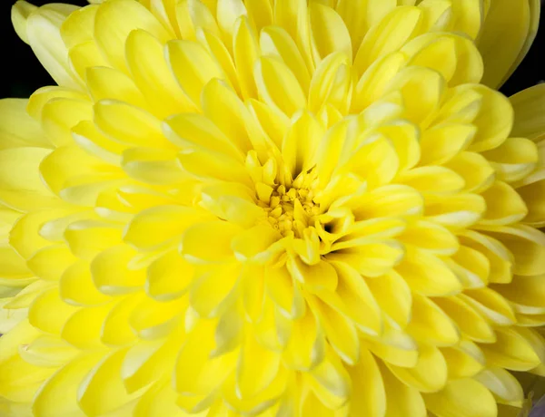 Желтая хризантема крупным планом — стоковое фото
