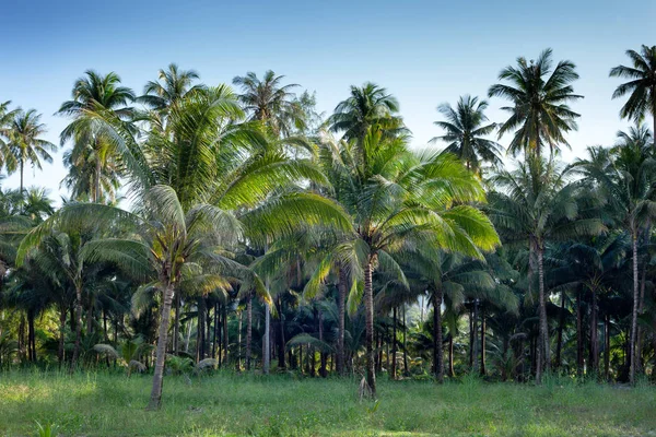 coconut palm forest