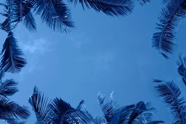 Тропический фон с пальмами тонированного синего классического цвета — стоковое фото