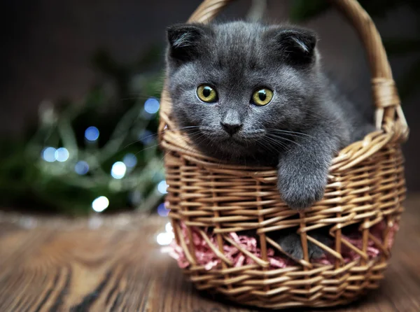 Escocês dobra gatinho em uma cesta — Fotografia de Stock