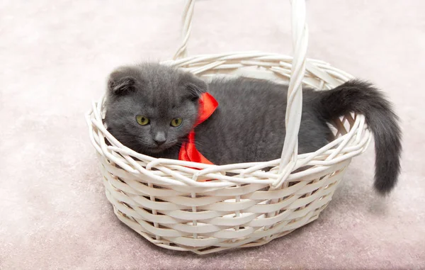 Gatinho cinzento em uma cesta . — Fotografia de Stock