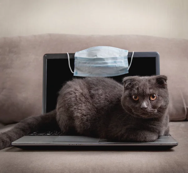 Cinza Escocês Gato Dobrar Mentiras Laptop Sofá Conceito Trabalhar Casa — Fotografia de Stock