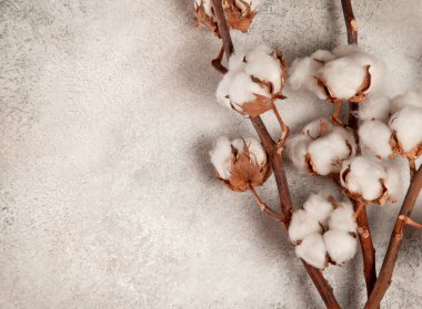 Beton zeminde pamuk dallar. Yukarıdan bak. Boşluğu kopyala