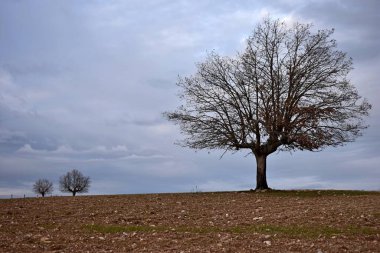 Ufukta kaybolan ağaçlar.