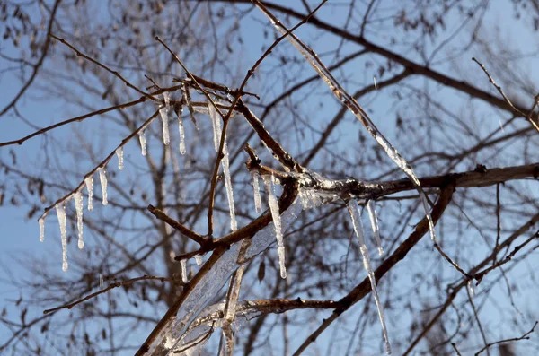Icicles on tree branch. Sunny weather in winter. Spring is coming. Sunlight through trees. Weather in March.