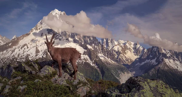 Mont Blanc Maciço Aiguilia Verte Vista Dos Animais Selvagens Brancos — Fotografia de Stock