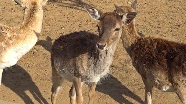 Young deer in the Korea Central Zoo. April 30, 2017. Pyongyang, DPRK - North Korea. UHD - 4K — Stock Video