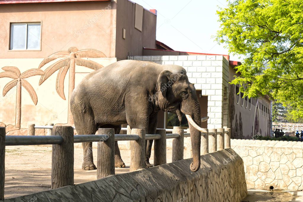 The elephant in the Korea Central Zoo. April 30, 2017. Pyongyang, DPRK - North Korea.