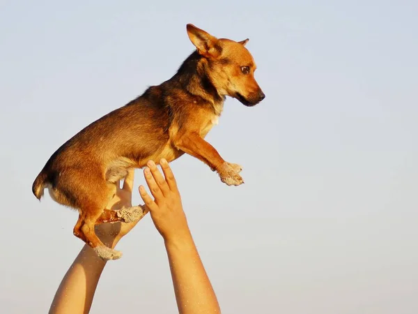 havada küçük kırmızı köpek