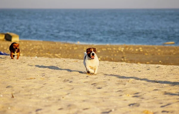 Kumsaldaki köpekler.