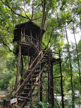 Ormandaki ağaç ev.