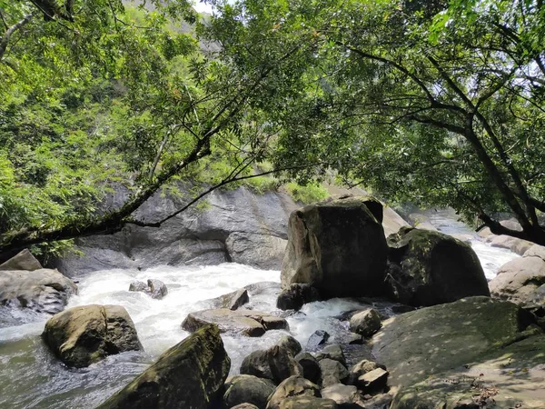 Arroyo Bosque — Foto de Stock