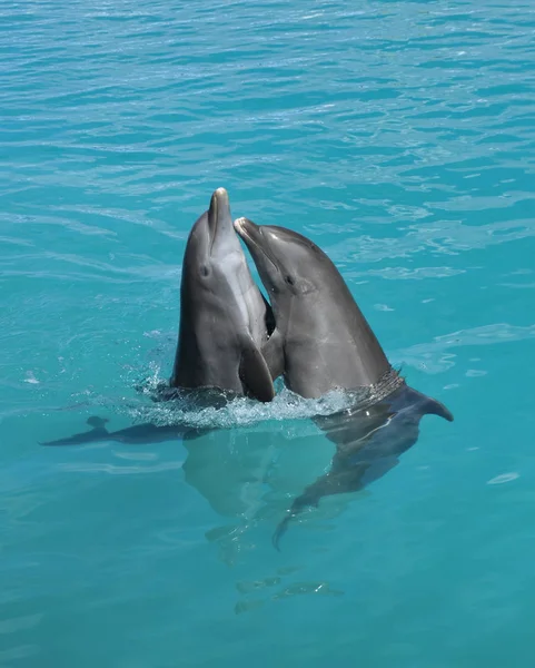 Zwei tanzende Delfine — Stockfoto