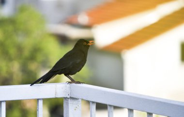 Çitin üzerinde Siyah Avrupa çayırkuşu