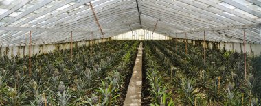 Ananas çiftliği içeride.