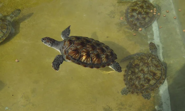 Schwimmende Baby-Meeresschildkröten — Stockfoto