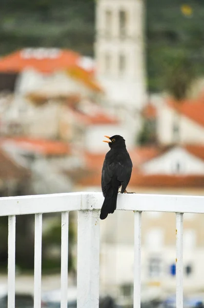 Černý evropský meadowlark na plotě — Stock fotografie