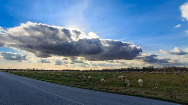 Flock of sheeps in the countryside — Stock Photo, Image