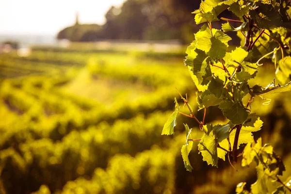 Grapevine veld op het Italiaanse platteland — Stockfoto