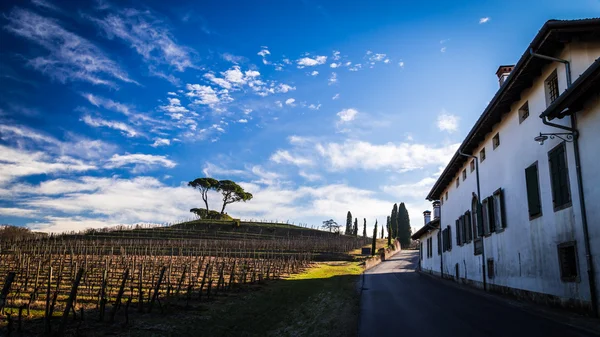 Weinberg im Spätwinter — Stockfoto