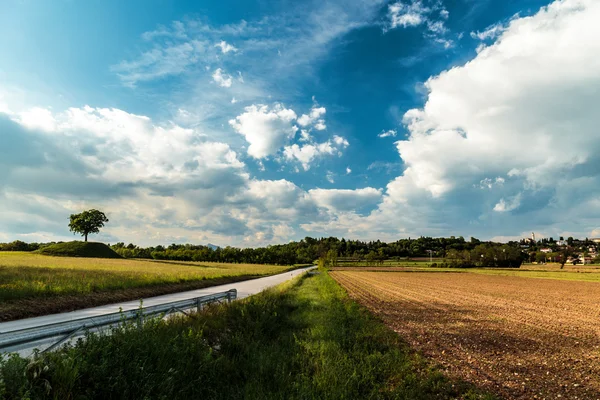 Die Sonne geht unter hinter einem einsamen Baum — Stockfoto