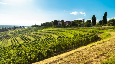 İtalyan kırsal alanda asma