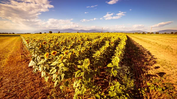 Sunflowers field in a summer day — Stock Photo, Image