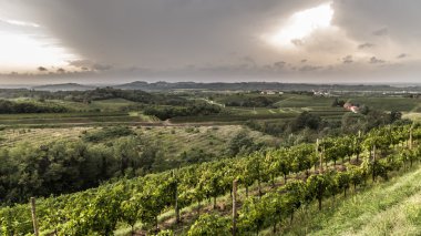 grapevine field in the italian countryside clipart