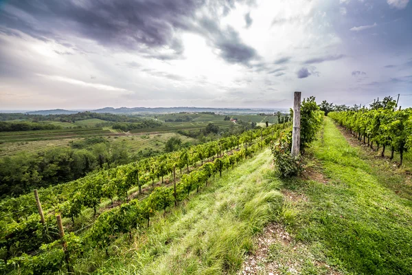 Grapevine field in the italian countryside — Stock Photo, Image