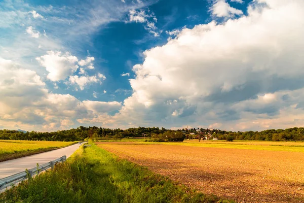 Solen går ner bakom ett ensamt träd — Stockfoto