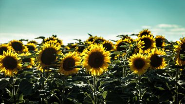 bir yaz günü ayçiçekleri alanı