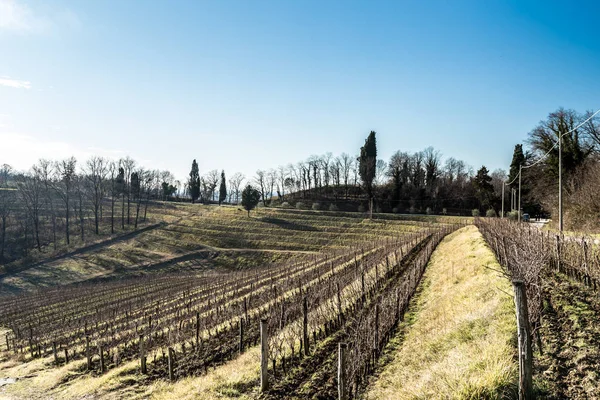 Vineyard in late winter — Stock Photo, Image