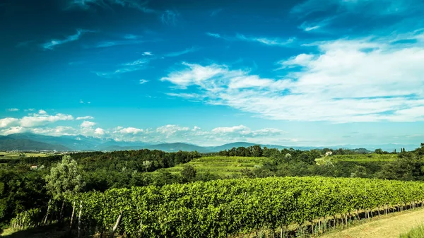 İtalyan kırsal alanda asma