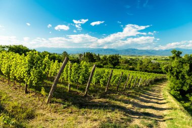 İtalyan kırsal alanda asma