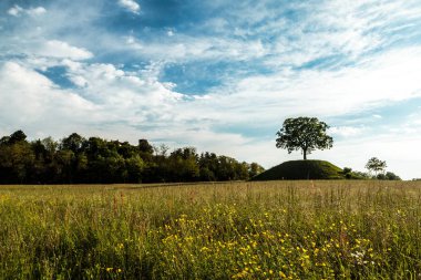 Yalnız bir ağacın arkasına güneşin battığı