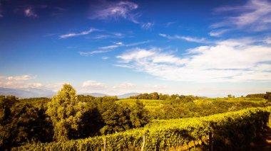 İtalyan kırsal alanda asma