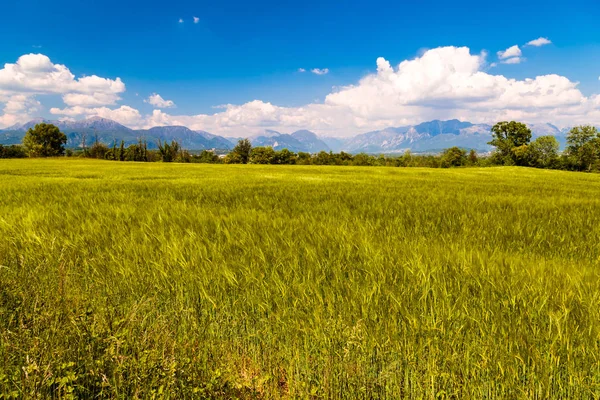 Fields of Italy in a spring day — Stock Photo, Image