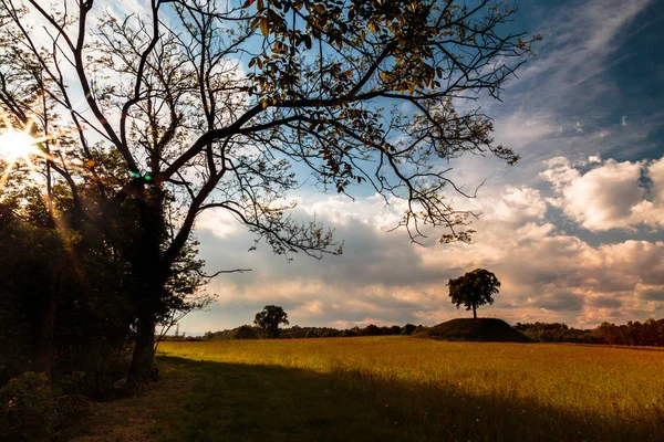 Солнце заходит за одиноким деревом — стоковое фото