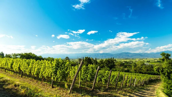 Campo de vid en el campo italiano — Foto de Stock