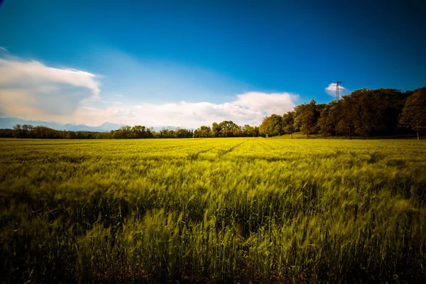 Fields of Italy in a spring day — Stock Photo, Image