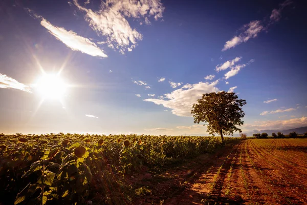 Solrosor fält i en sommardag — Stockfoto